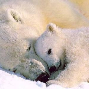 Meet your Posher, Dolores